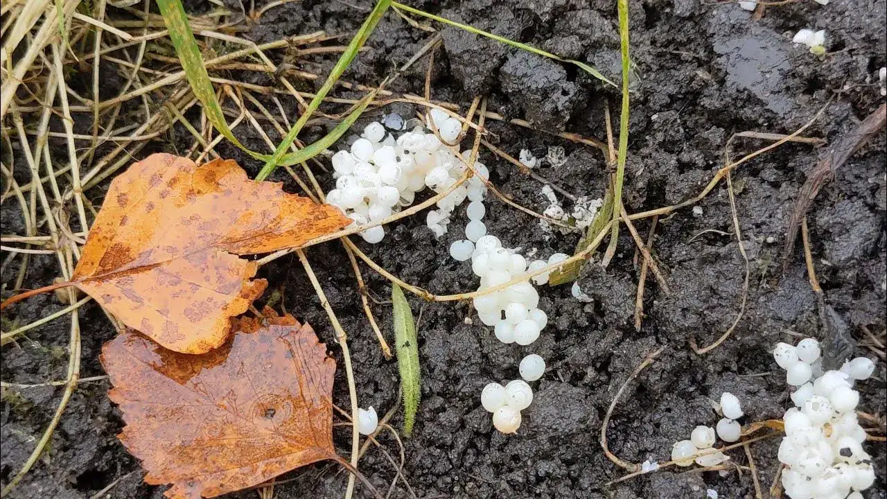 Zdjęcie Jak ślimaki się rozmnażają - fascynujący proces godowy i składania jaj