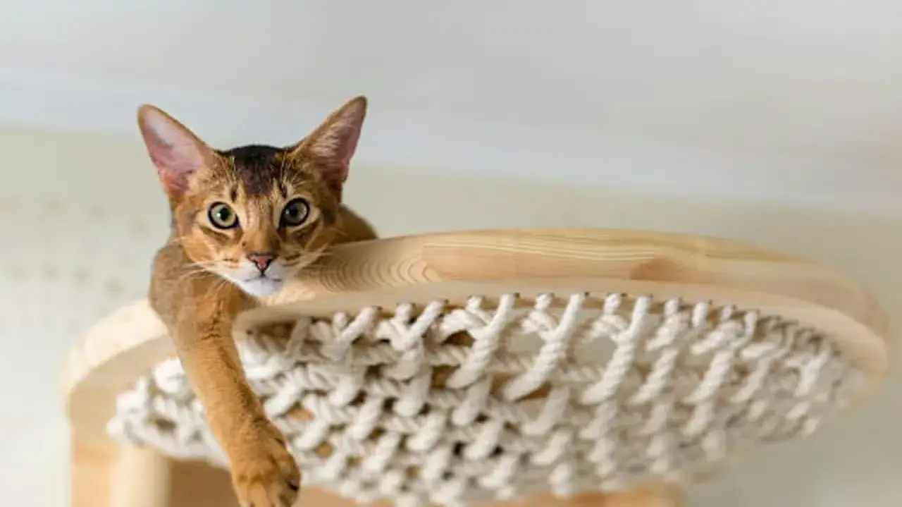 narzędzia i materiały do budowy p&oacute;łek dla kota