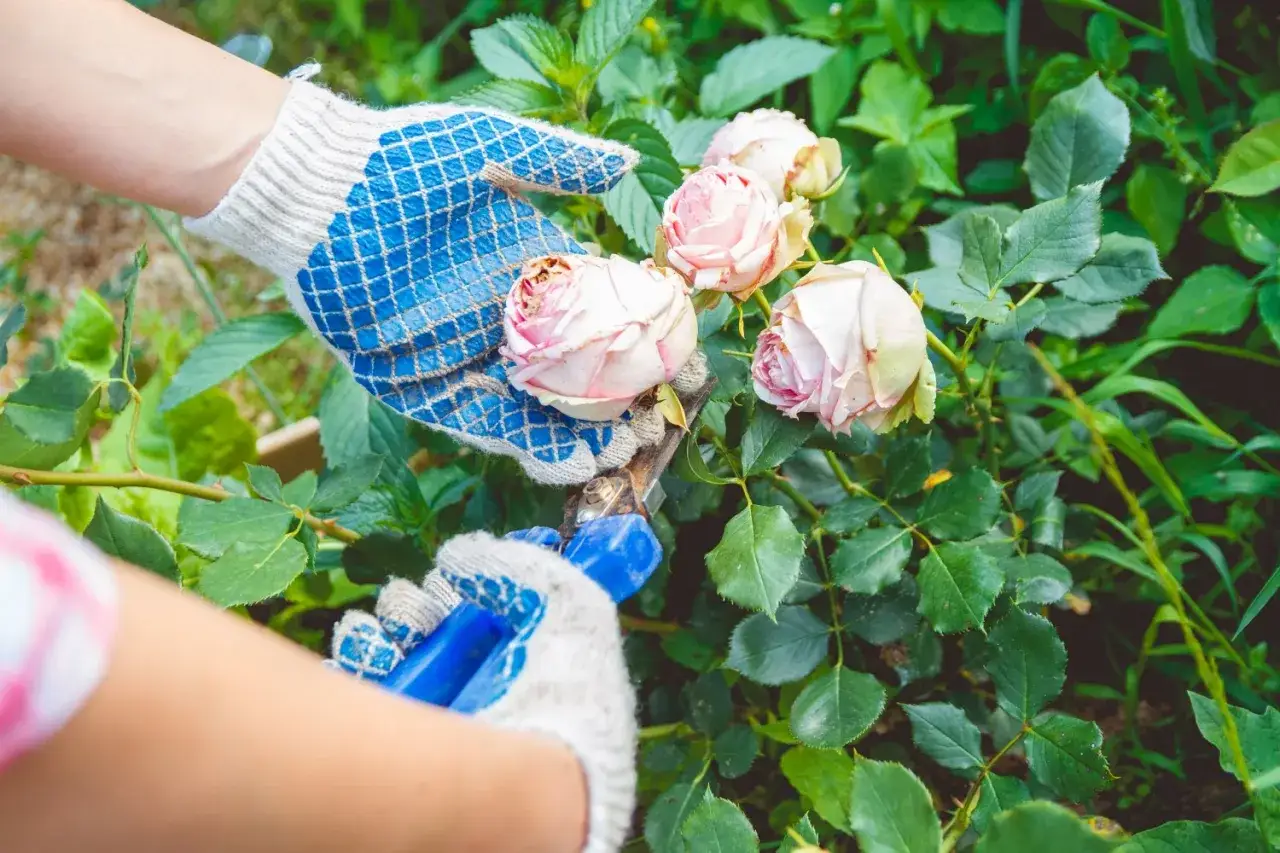 Narzędzia do przycinania r&oacute;ż