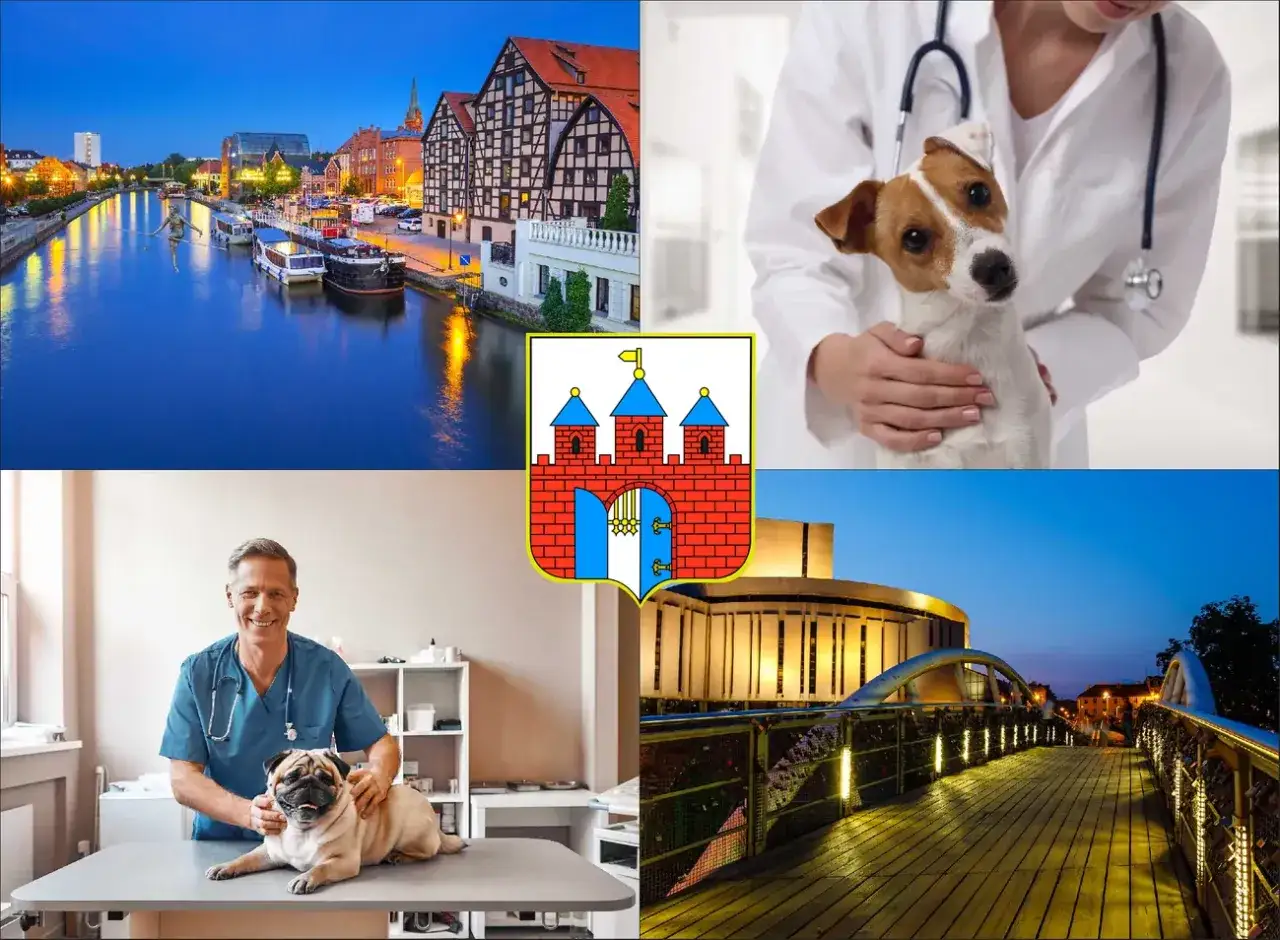 Weterynarz z psem i kotem, miasto, herb. Dowiedz się, ile kosztuje kontrola u weterynarza.