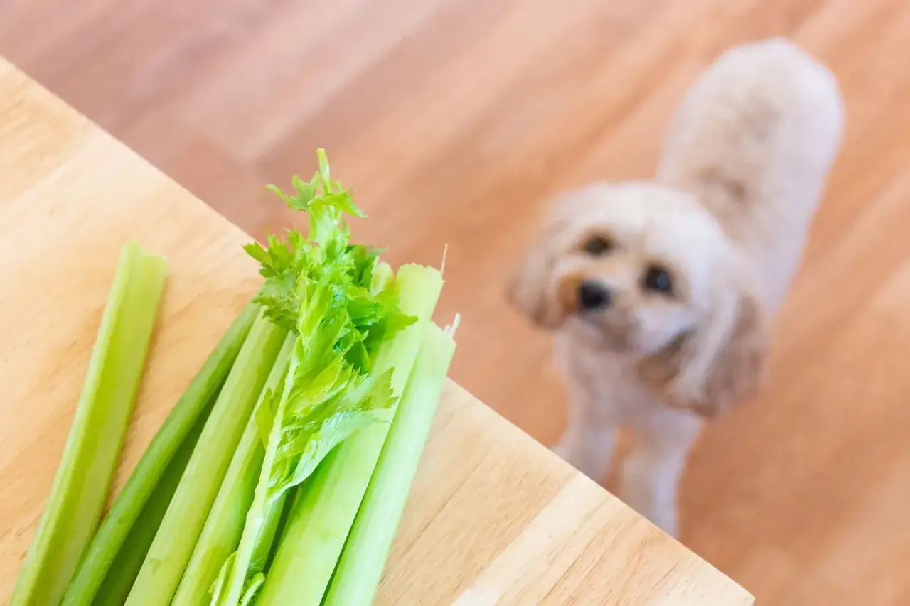 Piesek patrzy na łodygi selera na desce. Czy pies może jeść seler? To pytanie zadaje sobie wielu właścicieli czworonog&oacute;w.