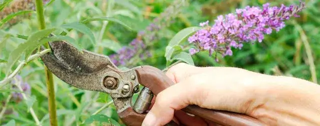 prawidłowe cięcie pęd&oacute;w budlei sekatorem