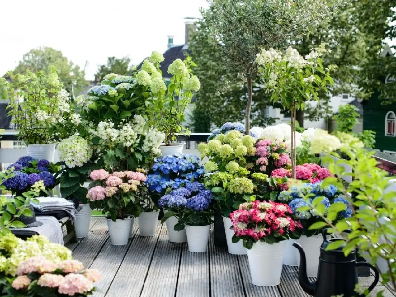 Kolorowe hortensje w białych donicach tworzą bujną kompozycję. To idealne kwiaty na taras długo kwitnące, dodające uroku każdej przestrzeni.