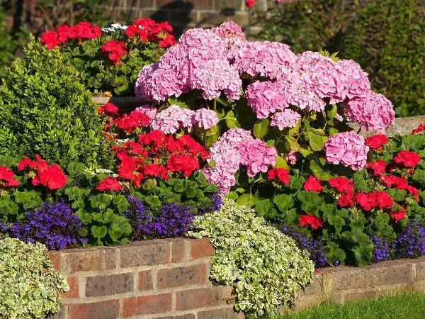 róże pelargonie hortensje w ogrodzie