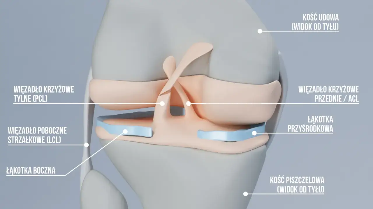 Anatomia kolana więzadła