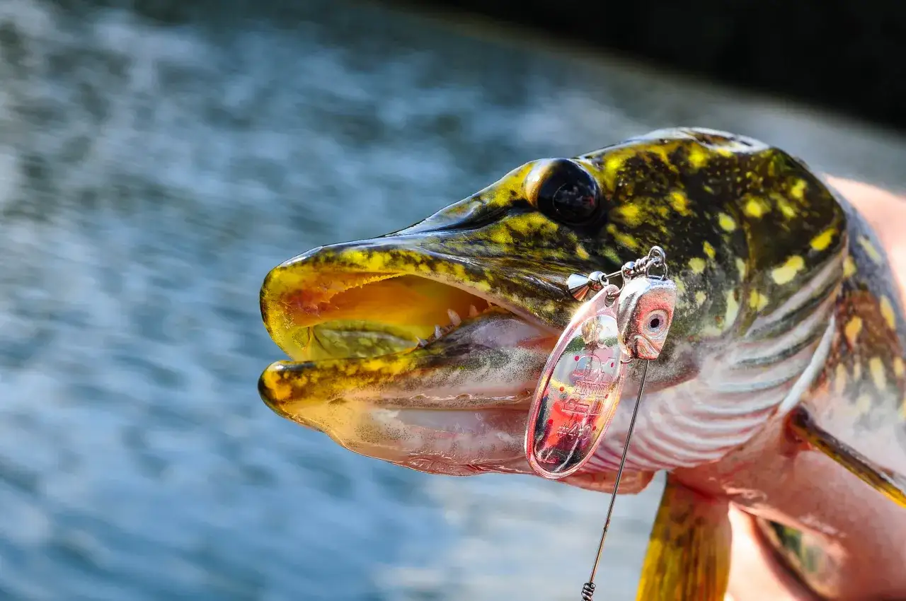 Zestaw przynęt na szczupaka dostosowanych do pory roku i warunk&oacute;w
