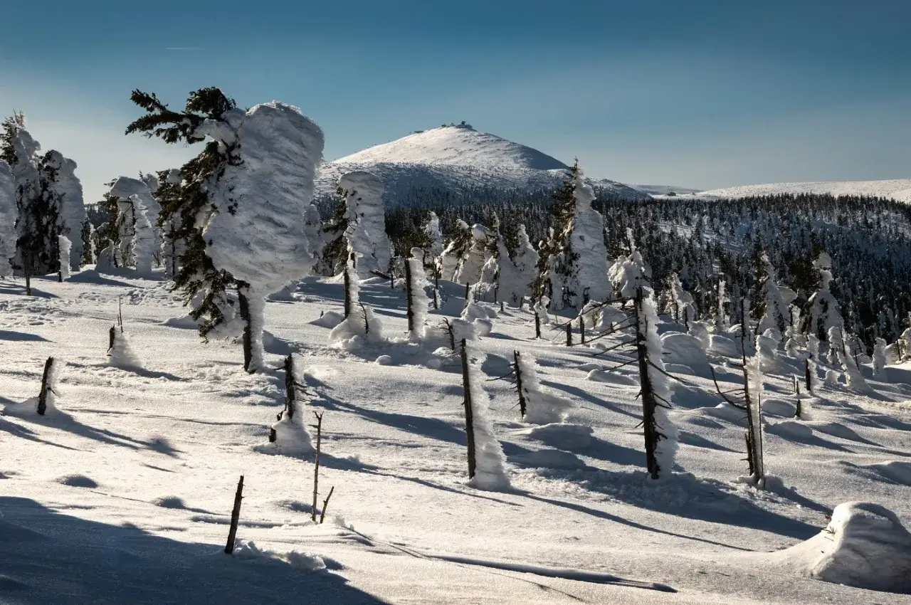 Zimowy krajobraz na przełęczy Okraj. Drzewa pokryte śniegiem i lodem, w tle g&oacute;ra Śnieżka.