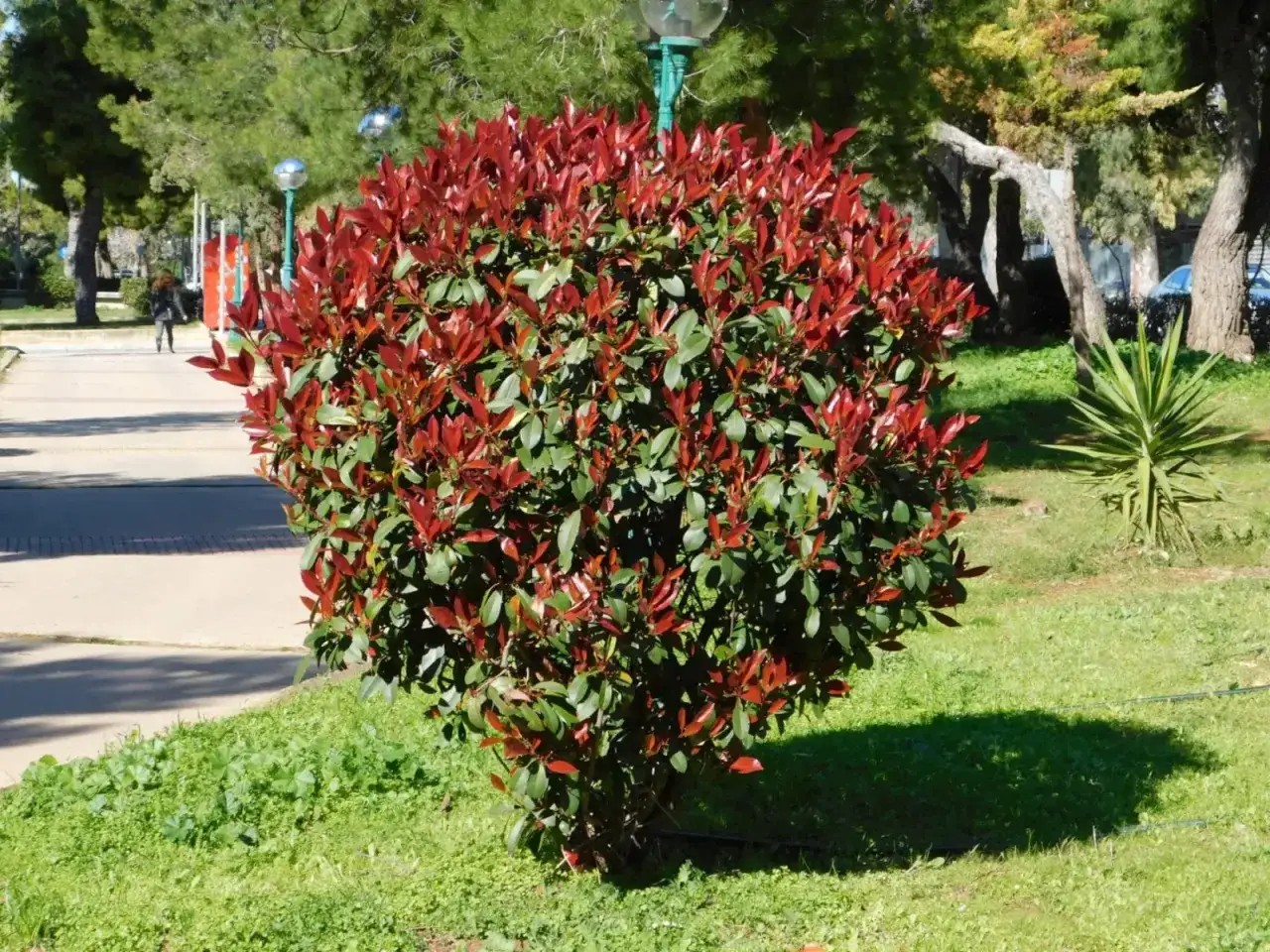 Krzew głogownika z czerwonymi liśćmi, idealny do przycinania wiosną, gdy przycinac głogownika.