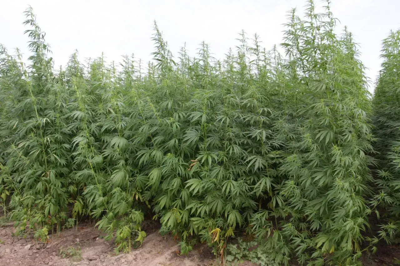 przepisy prawne uprawa konopi polska