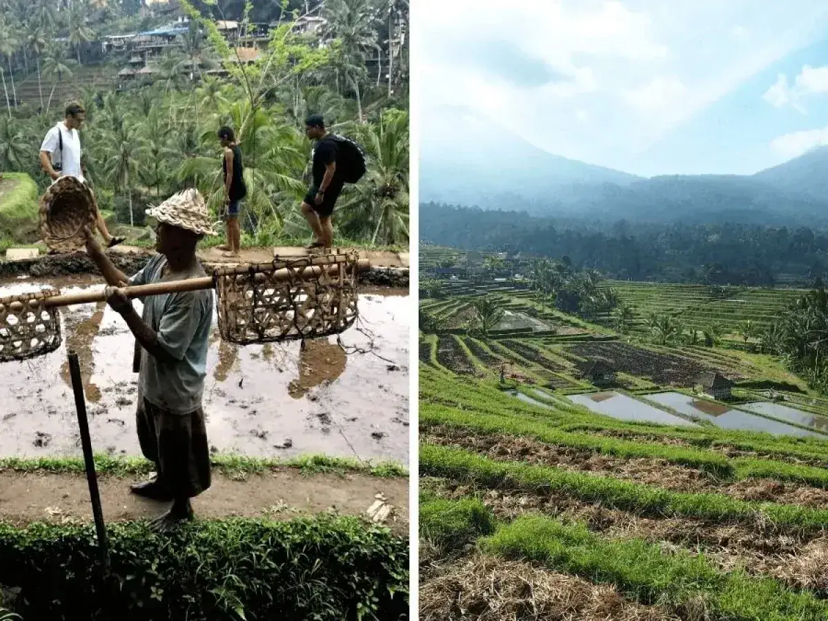Rolnik z koszami na bambusowym kiju pokazuje, jak rośnie ryż na tarasowych polach. W tle widać zielone wzgórza i góry.