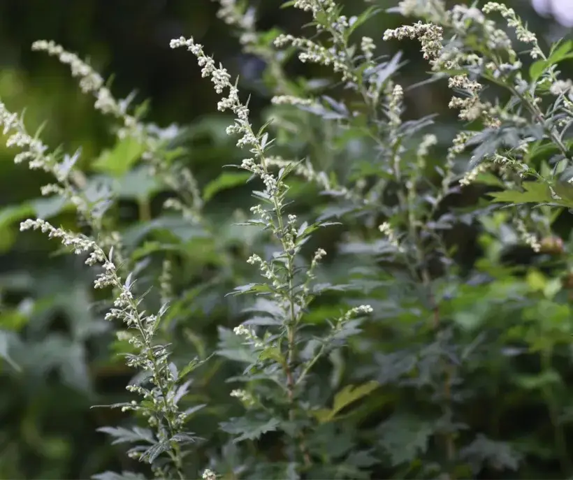 osoba z alergią na rośliny astrowate lub kamicą ż&oacute;łciową