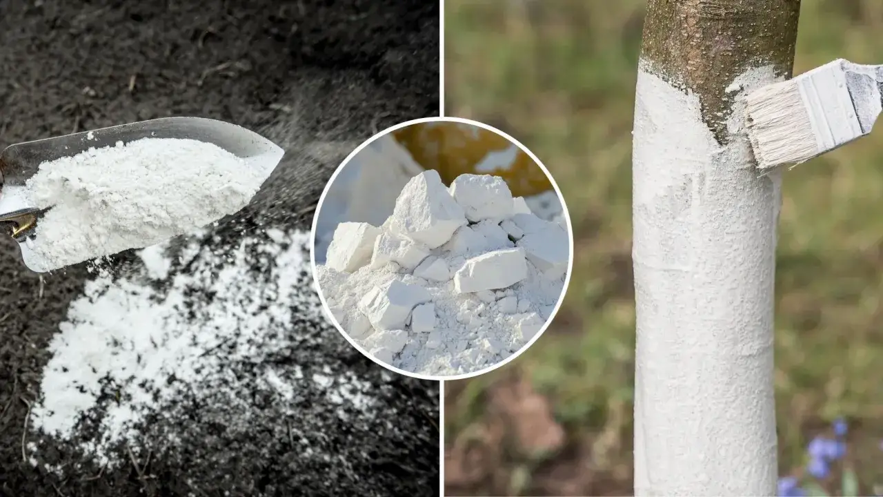 Biały proszek na łopacie, bryły i malowanie pnia drzewa. Czy dolomit jest szkodliwy? Stosowany w ogrodnictwie, nie szkodzi.