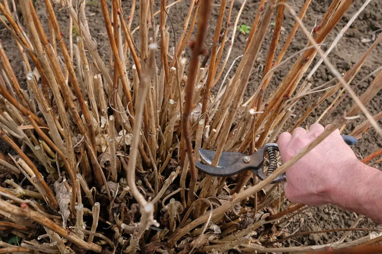 Dłoń z sekatorem przycina suche pędy hortensji piłkowanej. Wiosenne porządki w ogrodzie.