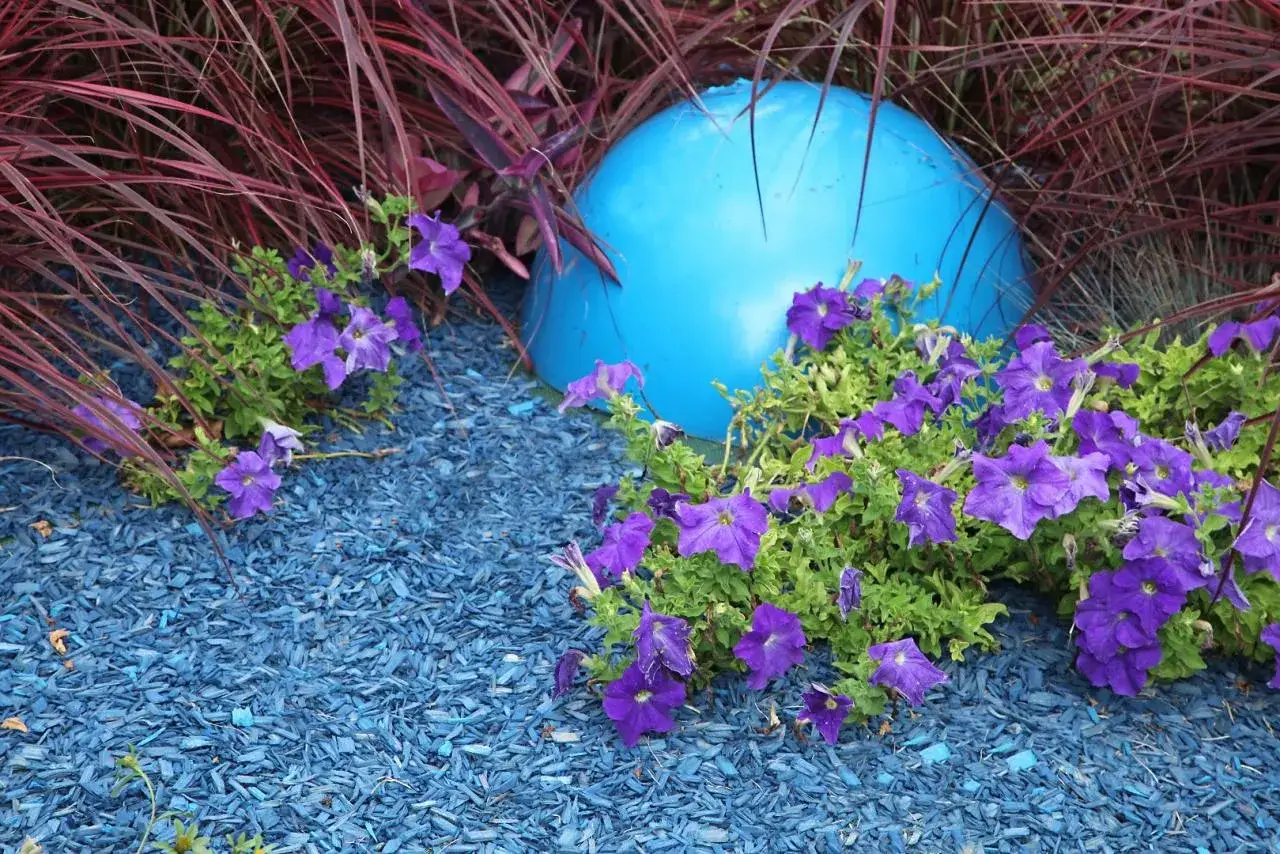 Niebieska kora jako ściółka do rabat kwiatowych, otacza fioletowe petunie i ozdobną trawę.