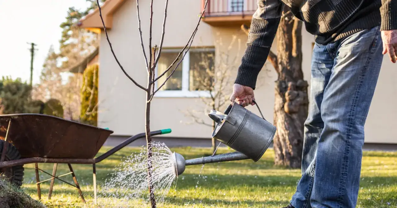 Mężczyzna podlewa młodą roślinę, przygotowując ogr&oacute;d. W maju to idealny czas, by pomyśleć, co siać i sadzić.