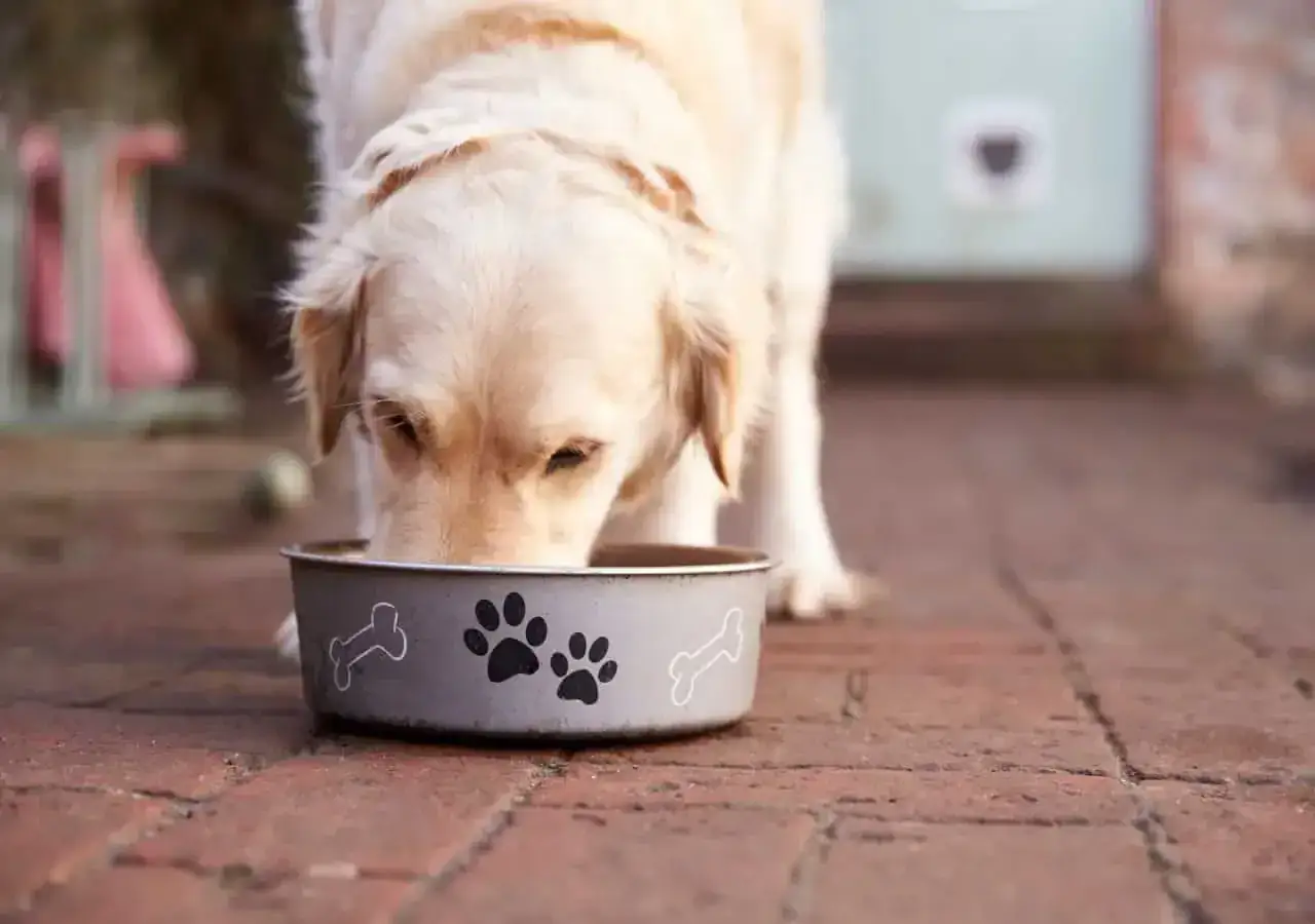 Złoty retriever je z miski. Zastanawiasz się, co gotować dla psa seniora?