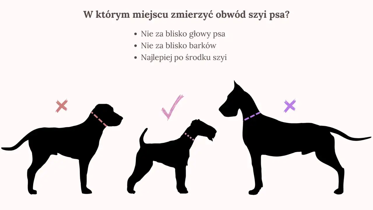 jak zmierzyć szyję psa do obroży