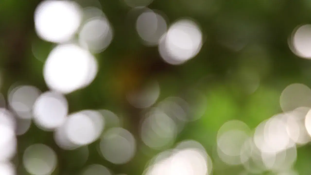 Rozmyte, białe k&oacute;łka na zielonym tle. Efekt bokeh, idealny do aplikacji.
