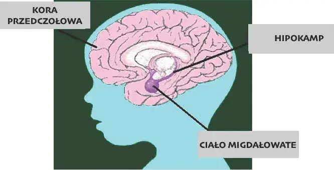 mózg reakcja na strach, ciało migdałowate kora przedczołowa