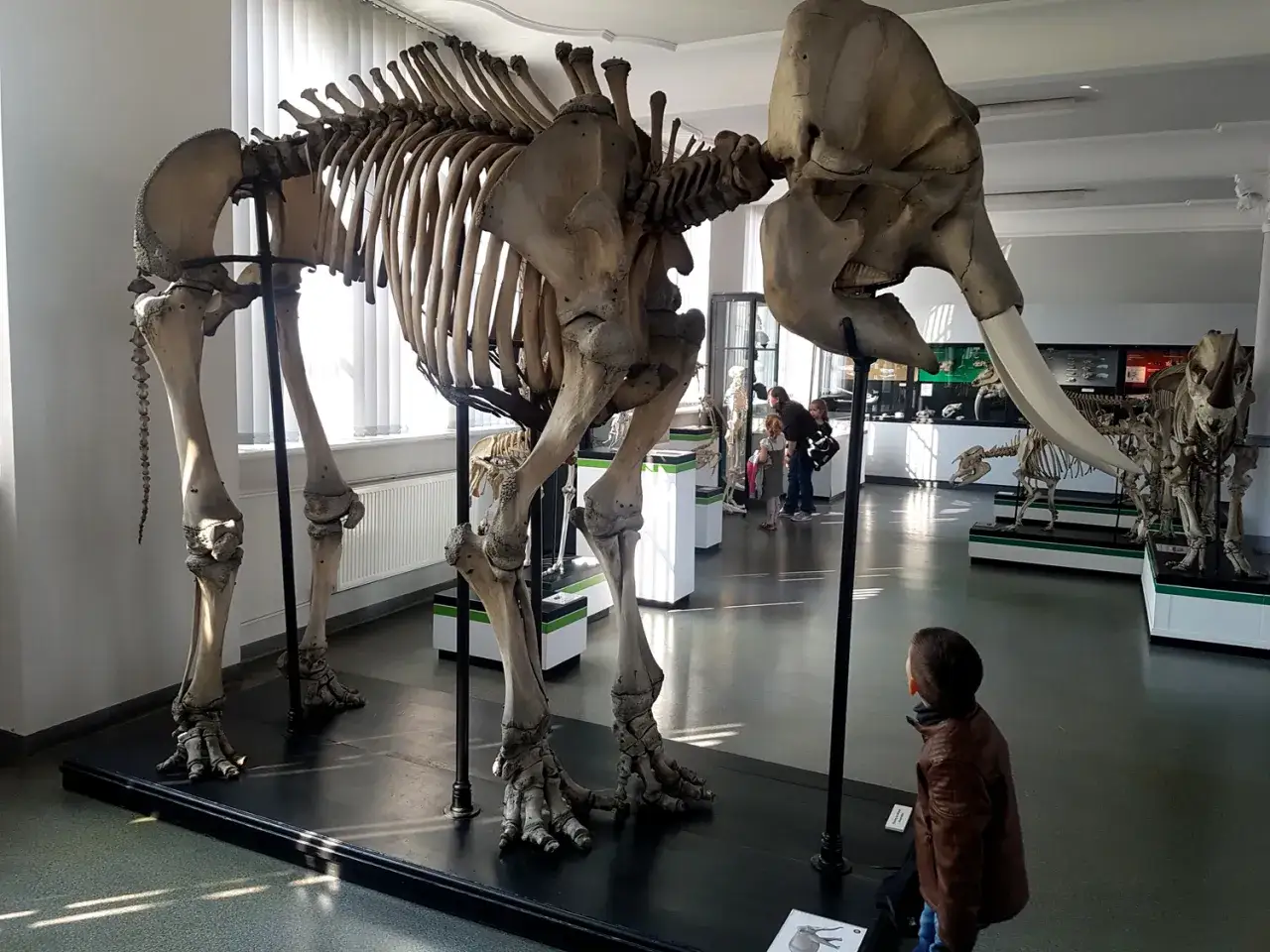 Chłopiec podziwia szkielet mamuta w muzeum historii naturalnej Wrocław.