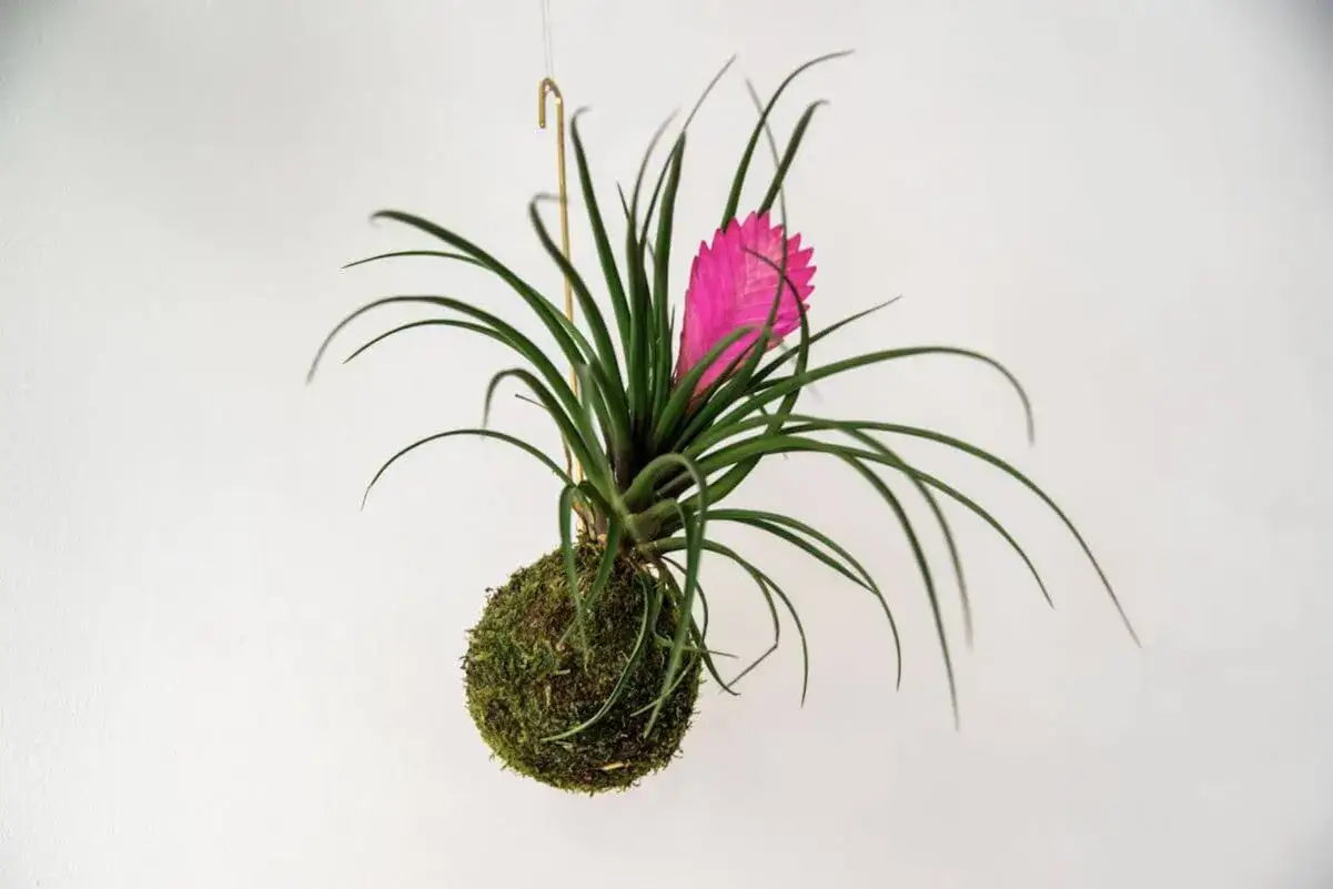 Kokedama, czyli żywa kula z mchu, z zieloną rośliną i różowym kwiatem, wisi na białym tle.