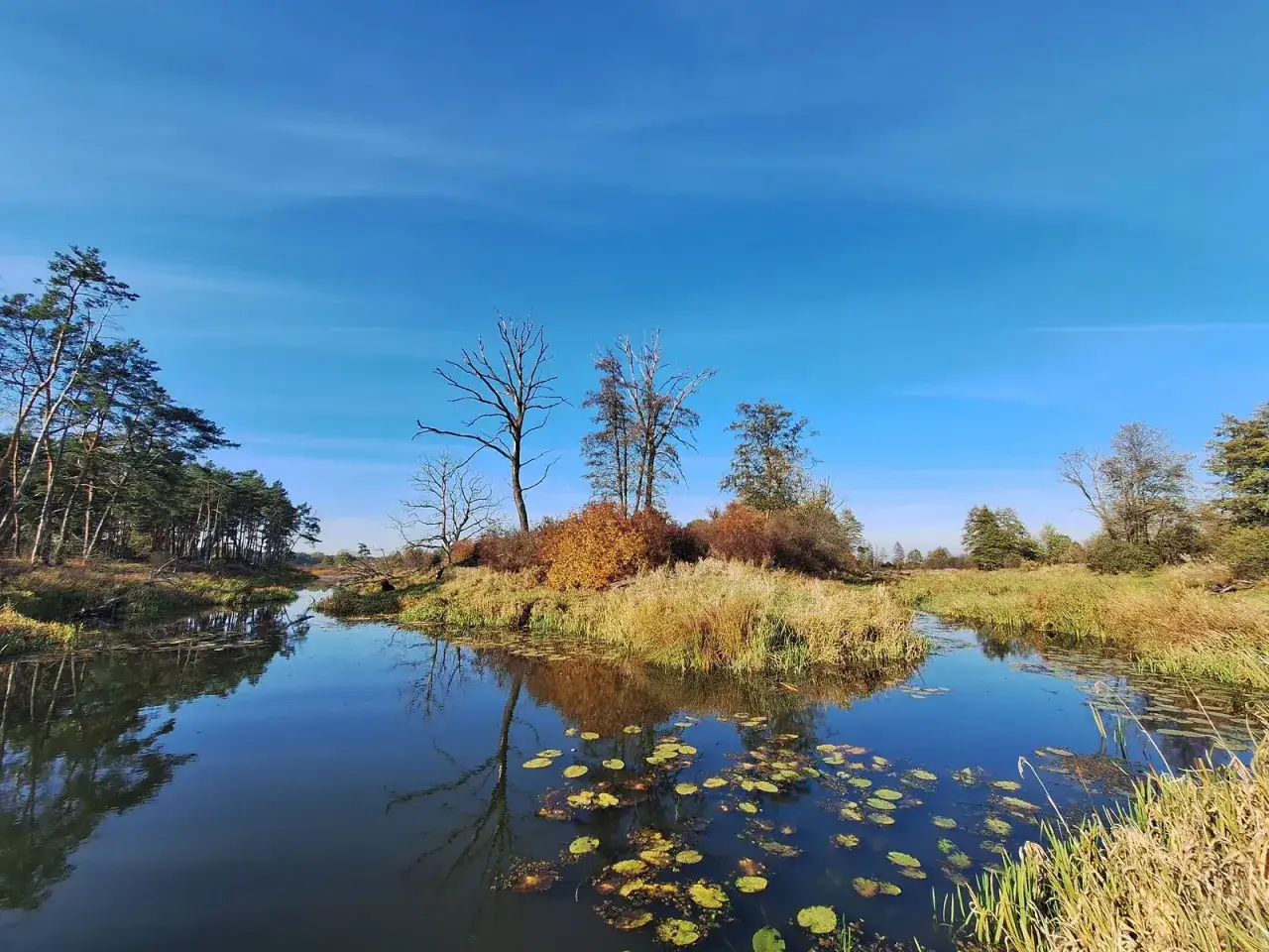 Jesienny krajobraz nad rzeką w Woli Uhruskiej. Spokojna woda odbija drzewa i błękitne niebo.