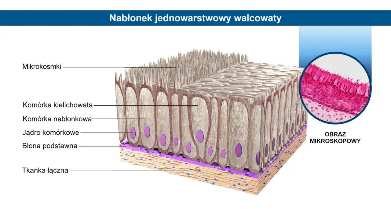 Nabłonek jednowarstwowy vs wielowarstwowy schemat