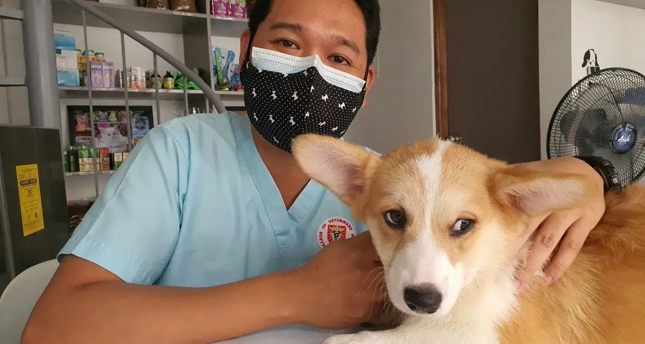 Weterynarz w maseczce obejmuje małego Corgi. Badanie wbc u psa przebiegło pomyślnie.