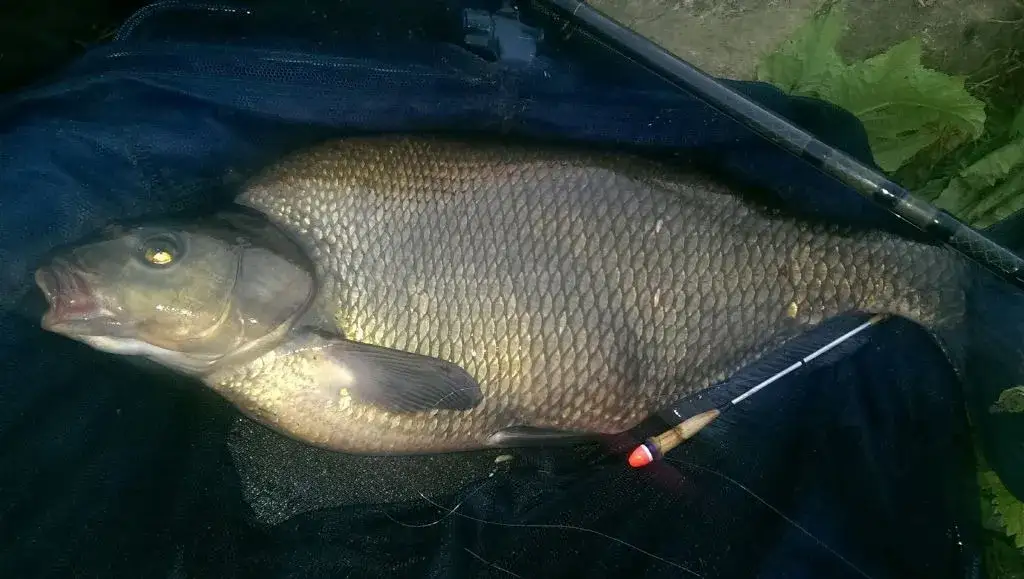 Wędkarz łowiący leszcze na jeziorze metodą gruntową