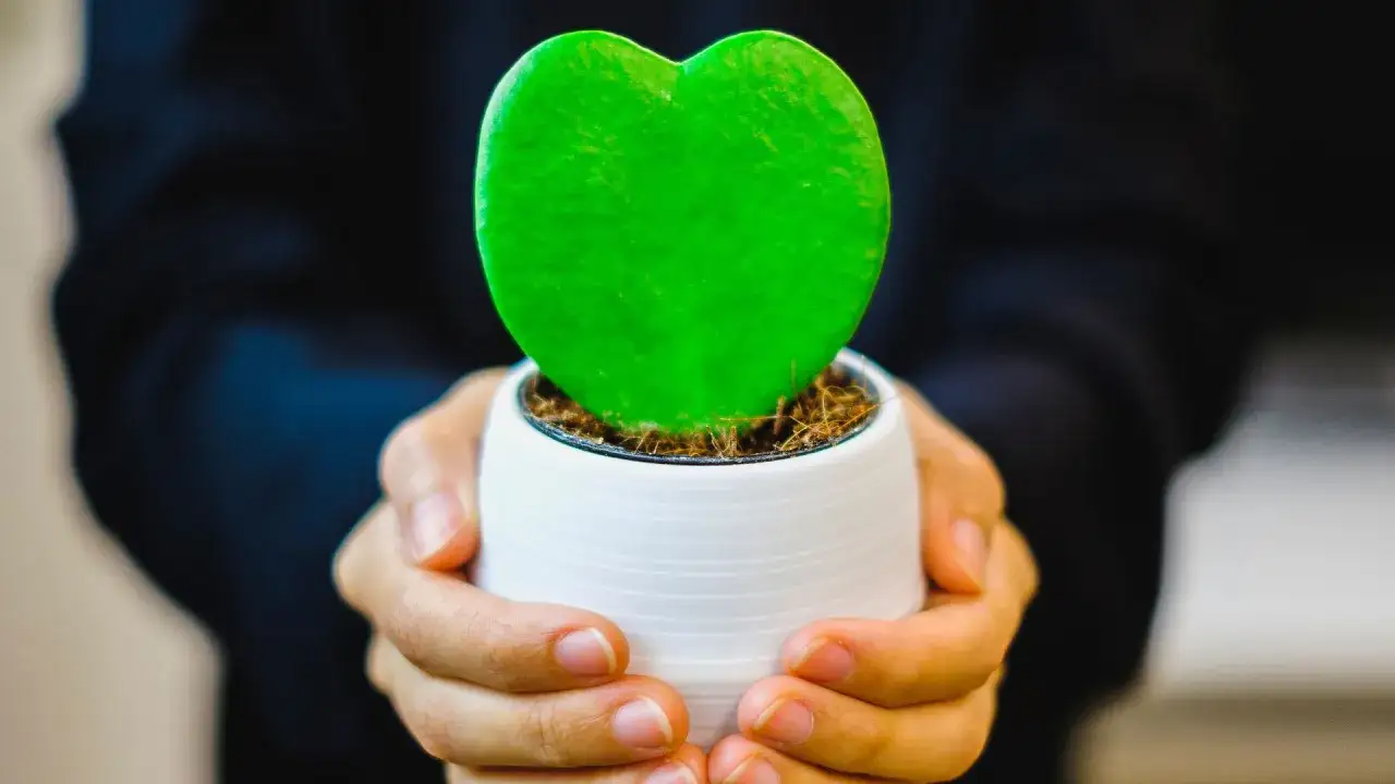 kwiaty doniczkowe w kształcie serca na walentynki