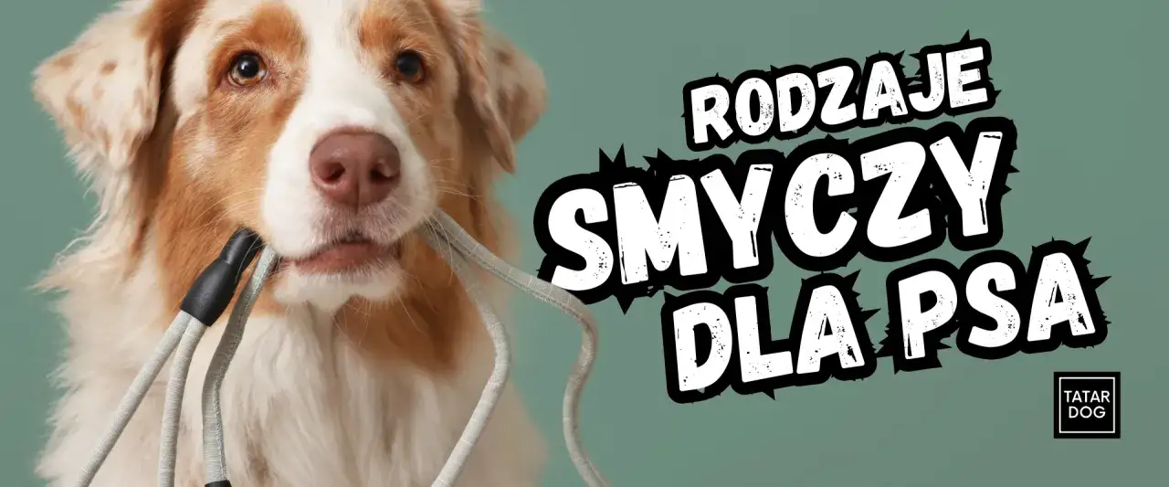 Pies z smyczą w pysku. Jaka smycz dla psa będzie najlepsza? Dowiedz się więcej o rodzajach smyczy.