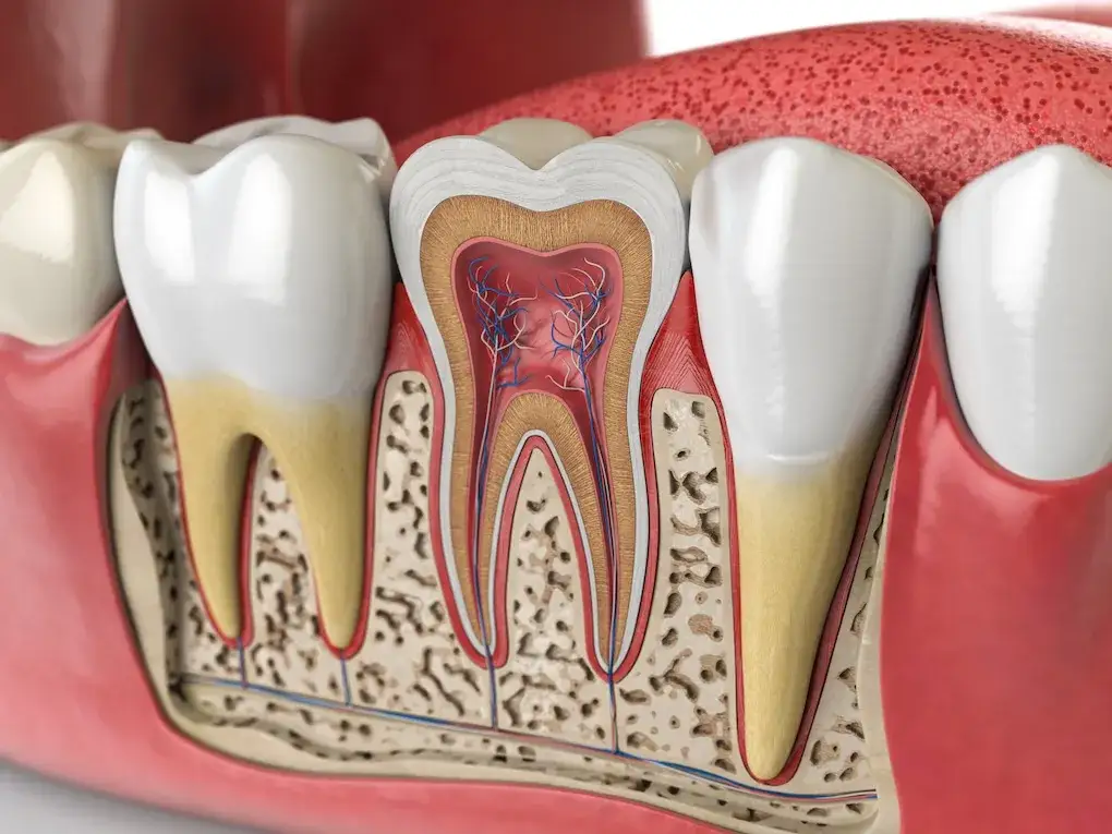 leczenie kanałowe ząb przekr&oacute;j narzędzia endodontyczne