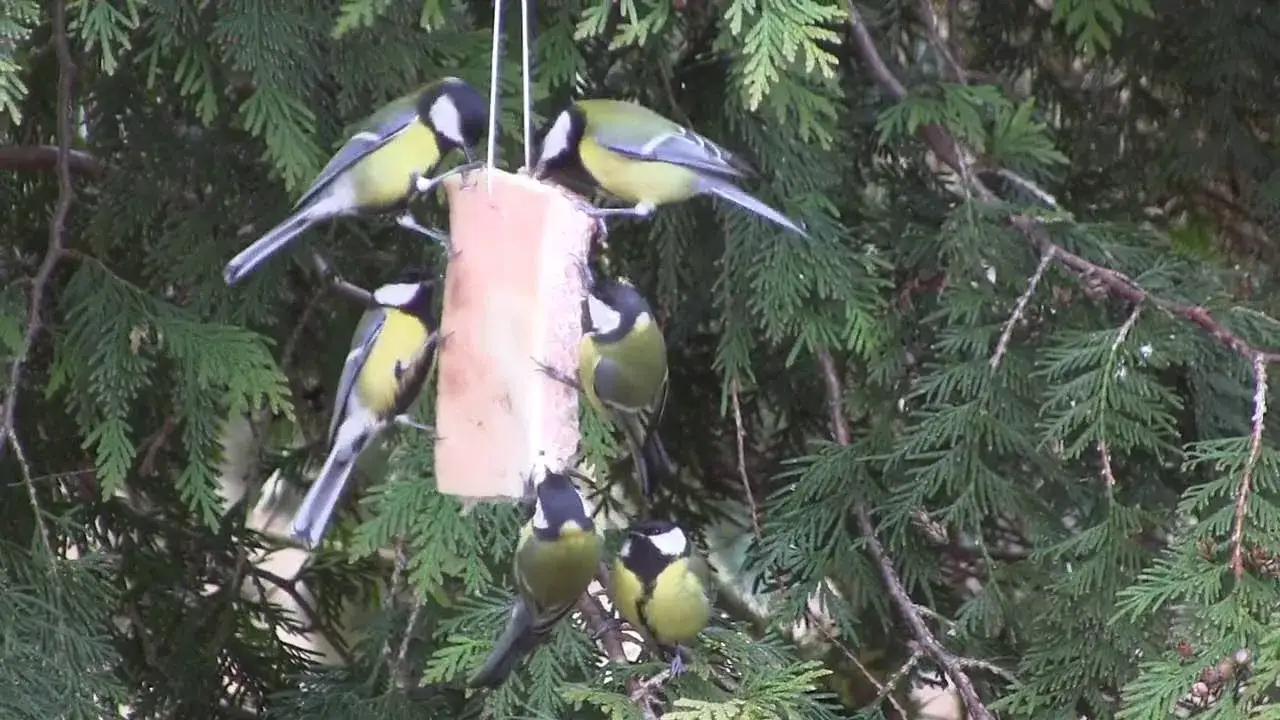 ptaki jedzące słoninę w karmniku