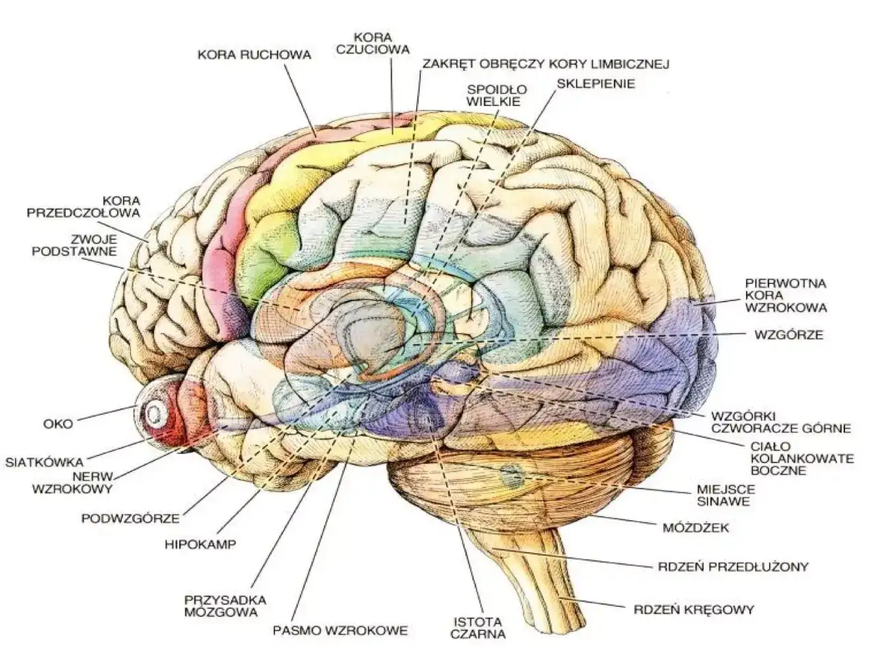 m&oacute;zg struktura motywacja psychologia