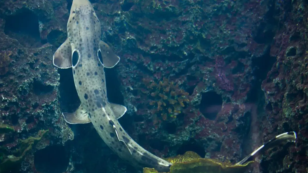 Płynący w mroku rekin plamisty, przypomina, że czy w morzu bałtyckim są rekiny, jest to możliwe.