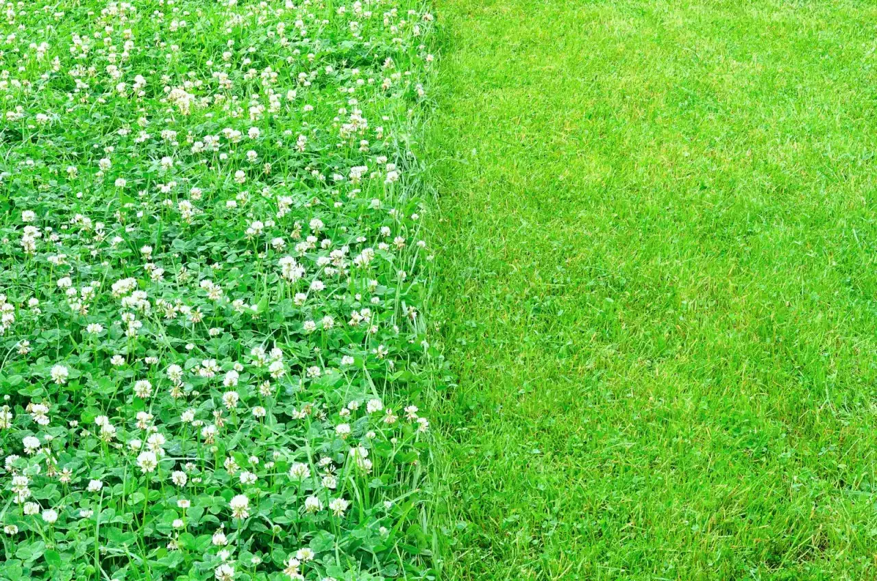 trawnik z mikrokoniczyny