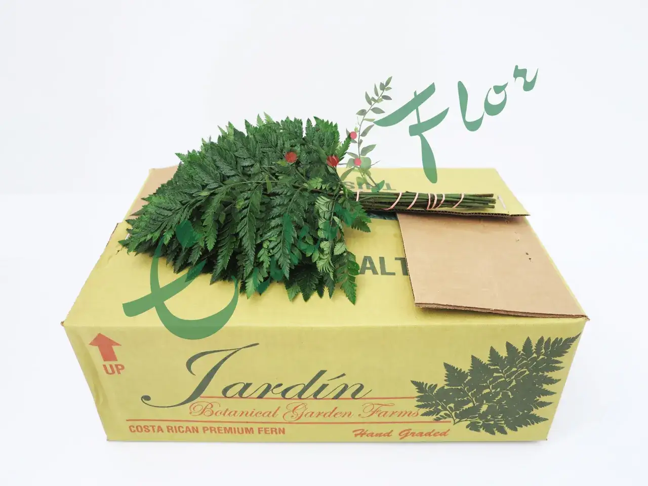Zielone liście paproci, idealne do bukietów, zapakowane w karton z napisem 