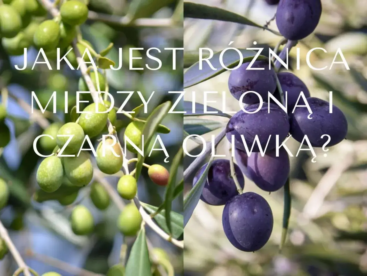 Zielone i fioletowe oliwki na gałązkach. R&oacute;żnica w kolorach oliwek jest widoczna.
