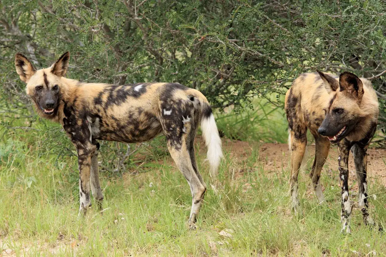 Dwa dzikie psy afrykańskie o charakterystycznym, łaciatym umaszczeniu stoją na trawiastym tle.
