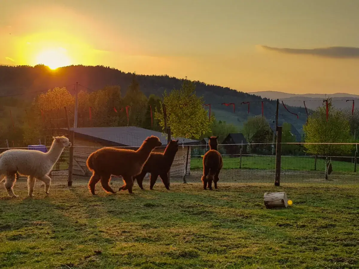 Cztery alpaki na pastwisku w Polsce o zachodzie słońca. Idealna liczba alpak na hektar, by cieszyć się spokojem.