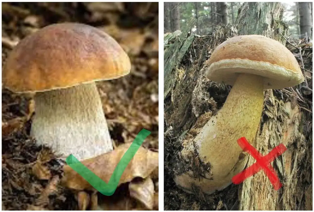 goryczak ż&oacute;łciowy vs borowik szlachetny por&oacute;wnanie