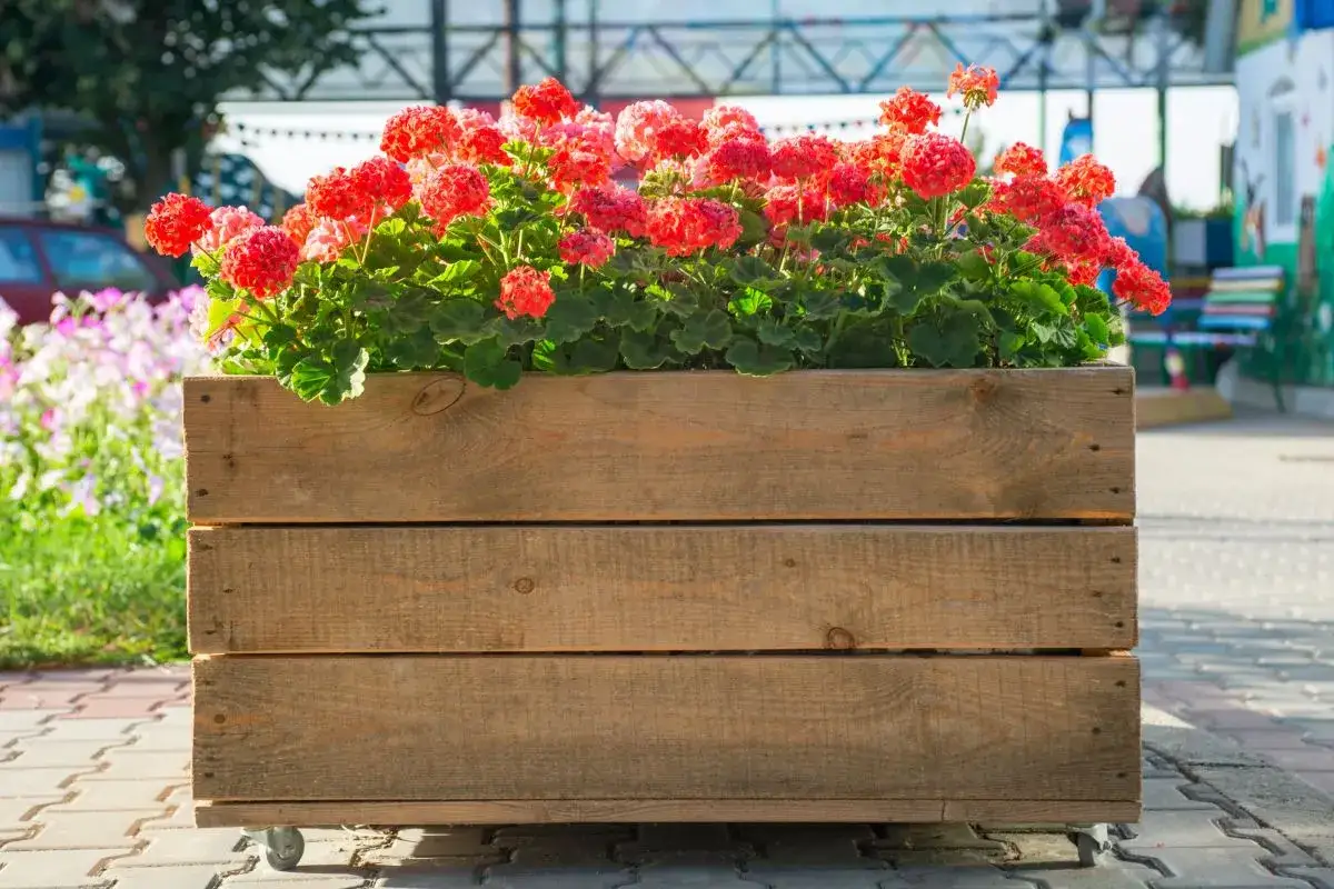 Drewniana skrzynia z kwiatami, idealna inspiracja, jak zrobić donicę z drewna.