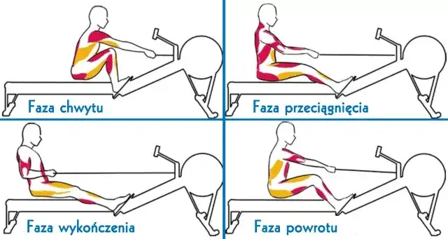 Prawidłowa technika wiosłowania na wioślarzu fazy ruchu