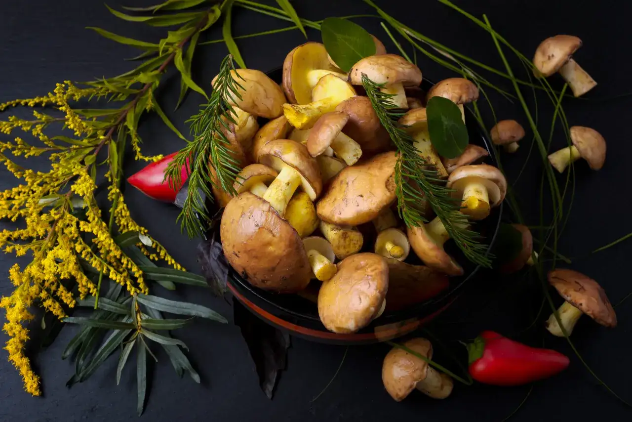 Koszyk pełen świeżych maślaków, ozdobiony gałązkami iglaków i papryczkami chili. Pytanie brzmi: czy maślaki można mrozić? Tak, można je mrozić.