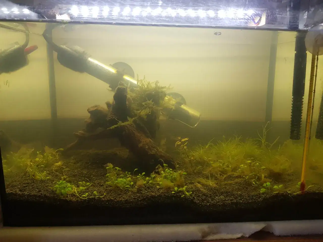 akwarium z glonami problem