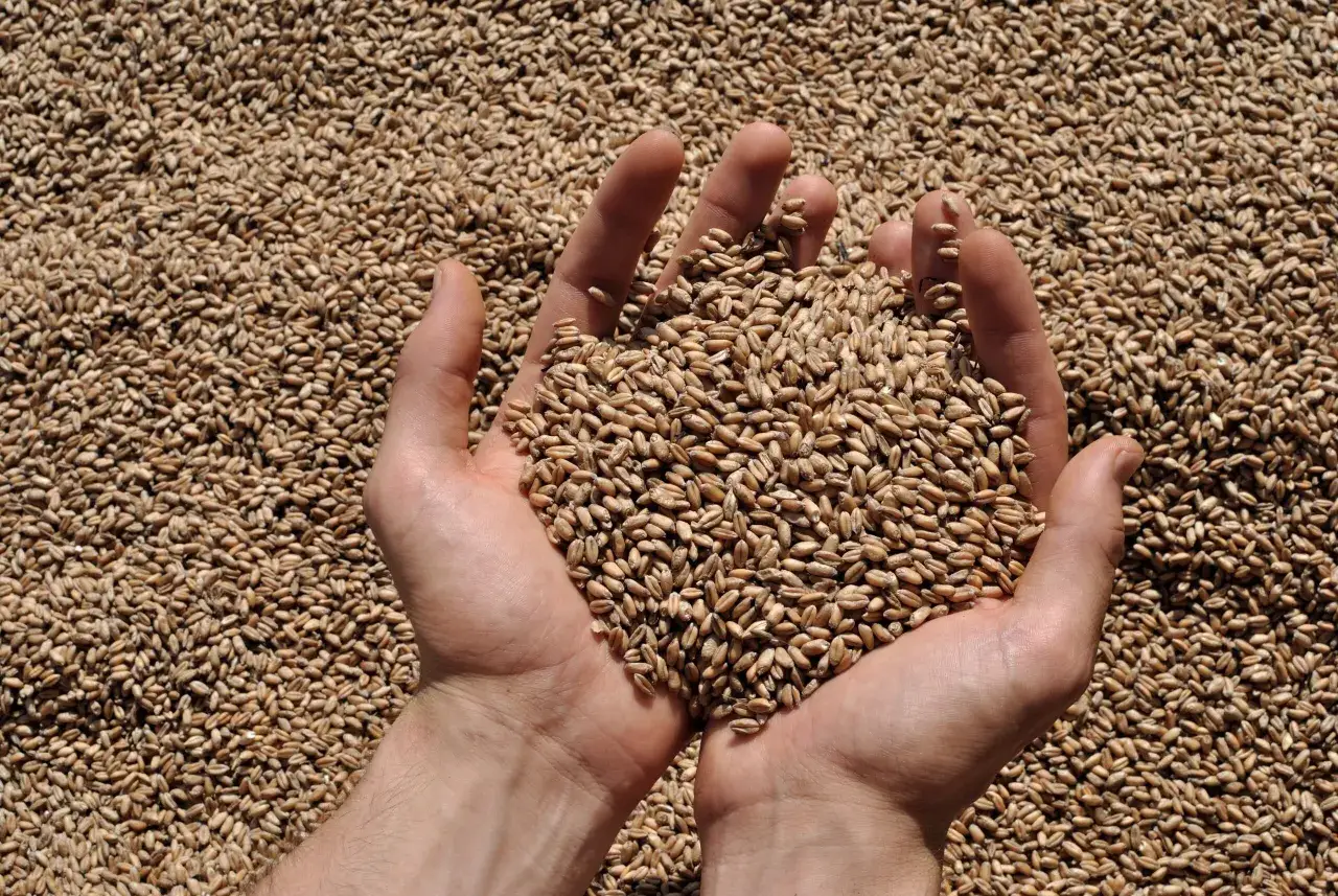 Zdjęcie Do kiedy składać wnioski o dopłaty do materiału siewnego, aby nie przegapić szansy?