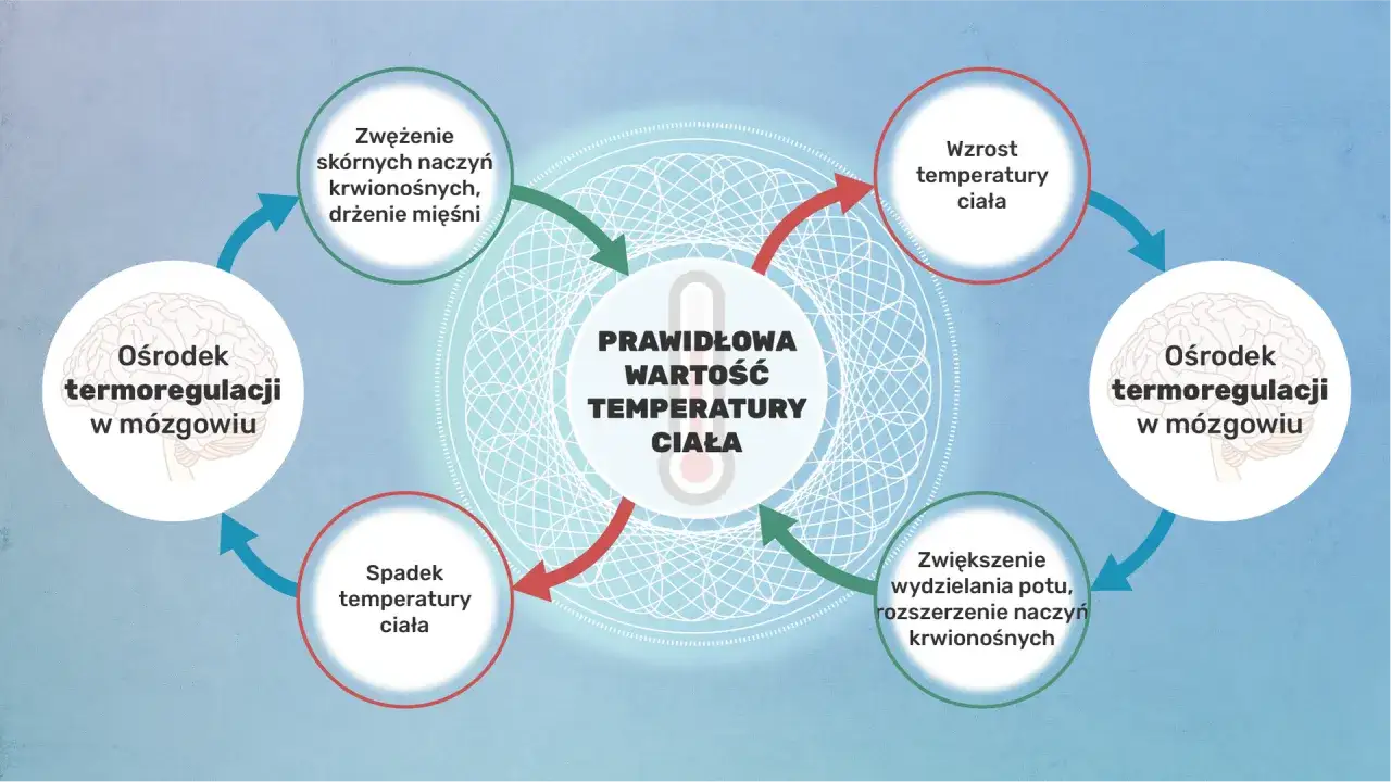 homeostaza schemat równowagi organizmu