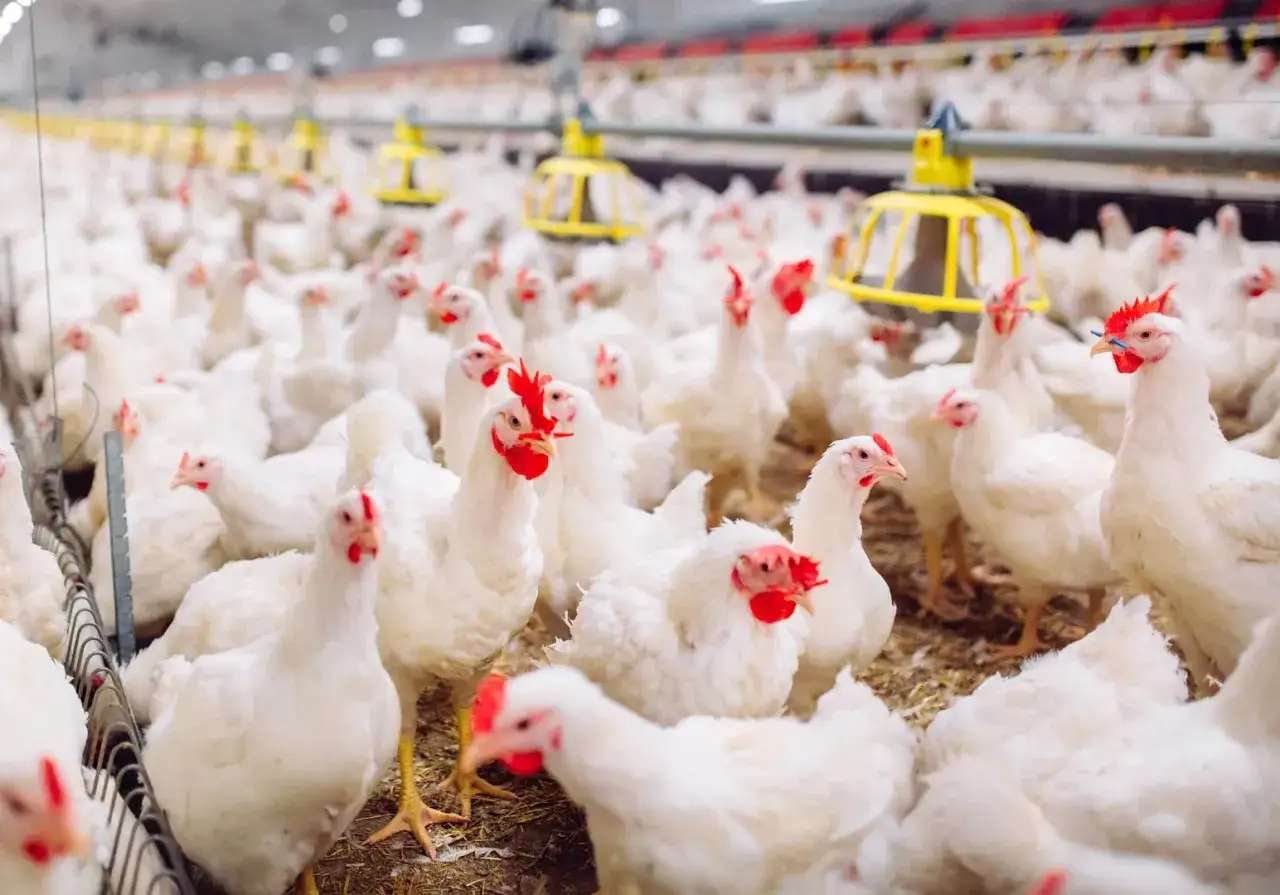 Wybór świeżego drobiu w sklepie