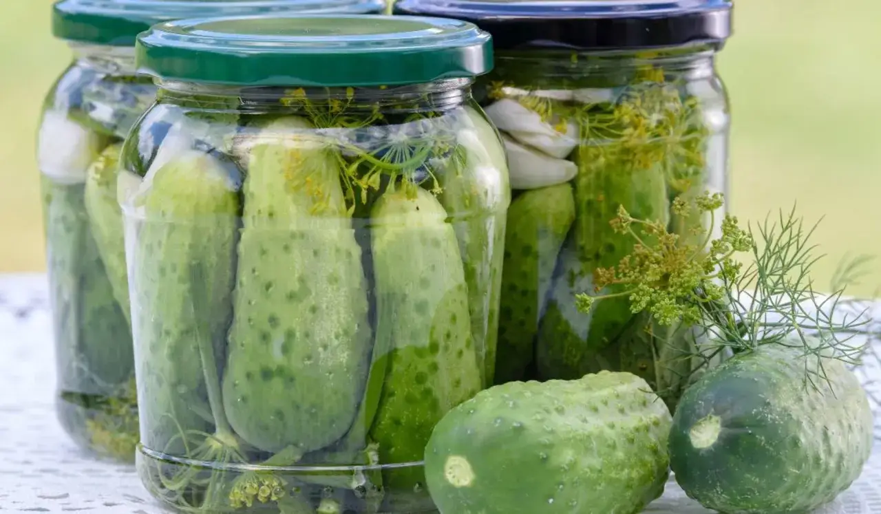 Słoiki z ogórkami do kiszenia, z dodatkiem kopru i czosnku. Czas kiszenia ogórków zależy od temperatury.