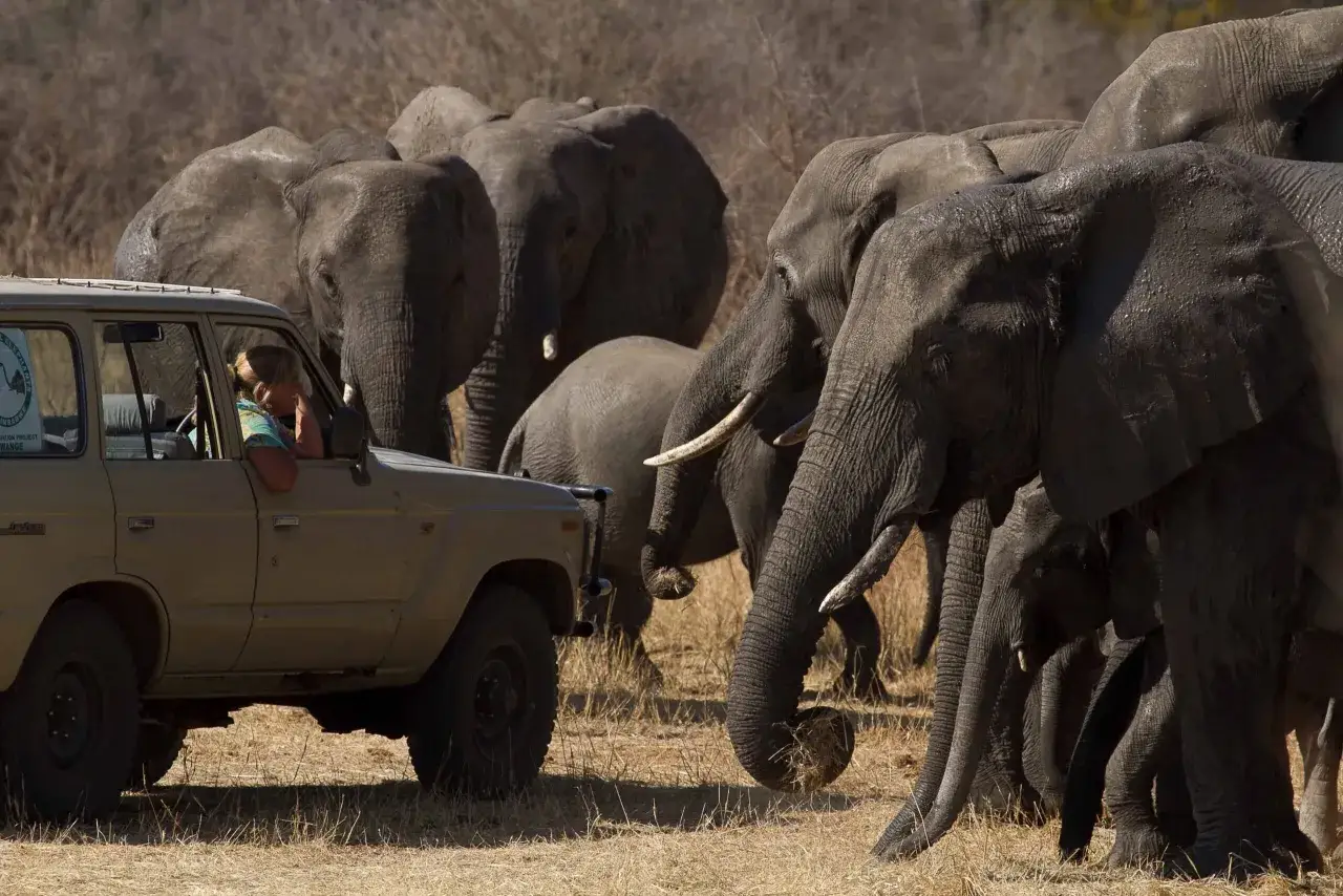 Niezapomniane wrażenia z turystyki w Afryce: stado słoni otacza samochód terenowy, a turystka z zaciekawieniem obserwuje zwierzęta.